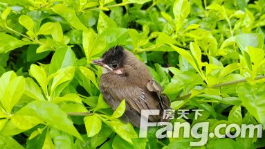 直播封面