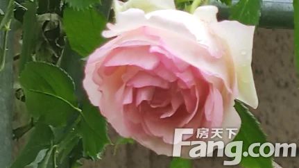 直播封面