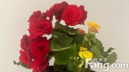 直播封面
